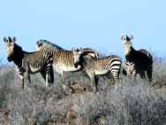 Zebras in Etosha, Namibiaop